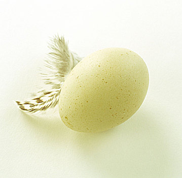 鸟,羽毛,蛋,白色背景,背景