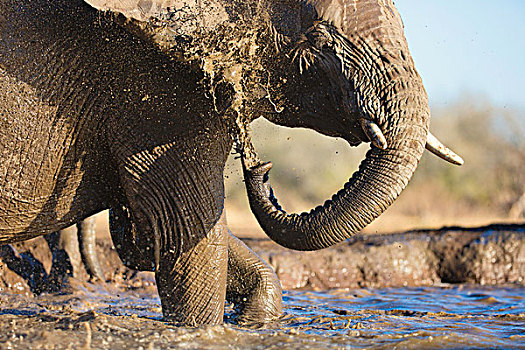 非洲象,浴,水潭,马沙图禁猎区,博茨瓦纳,非洲