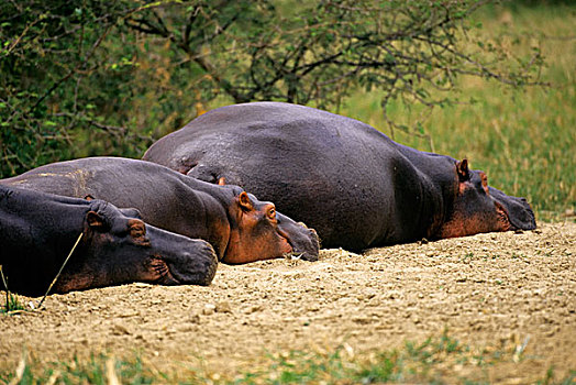 乌干达,伊丽莎白女王国家公园,河马,陆地,睡觉