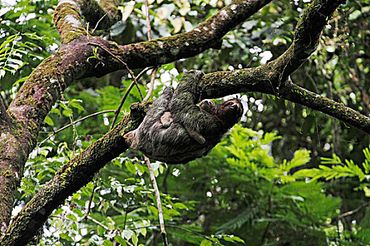 三趾树獭,褐喉树懒,母亲,新生,哥斯达黎加