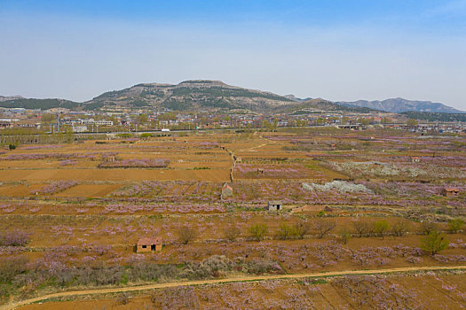 航拍山区桃花