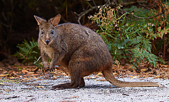 红腹小型沙袋鼠,威廉山国家公园,塔斯马尼亚,澳大利亚