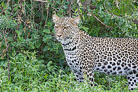 特写,豹,站立,绿叶,恩戈罗恩戈罗,保护区,坦桑尼亚