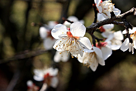 梅花红梅花花朵花卉桃花白梅