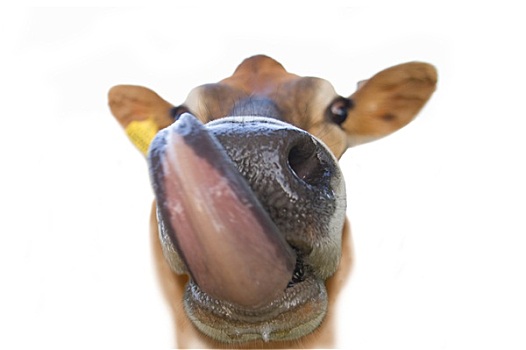 特写,泽西种乳牛,母牛,舔嘴唇,抠像