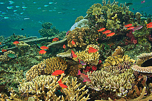 鱼群,金拟花鲈,靠近,珊瑚,活力,彩色,健康,珊瑚礁,水,维提岛,斐济,南太平洋