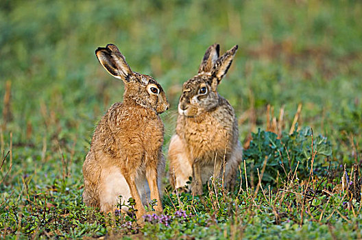 褐色,野兔,欧洲野兔,上奥地利州,奥地利,欧洲
