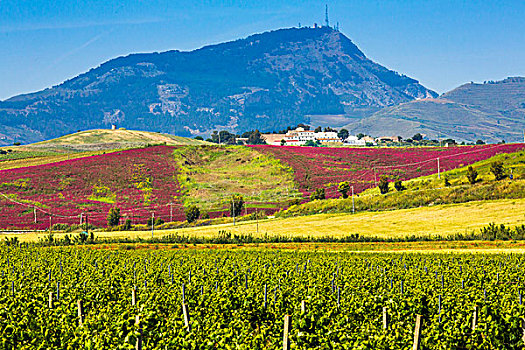 风景,葡萄园,农田,葡萄酒厂,山顶,山,背景,靠近,省,特拉帕尼,西西里,意大利
