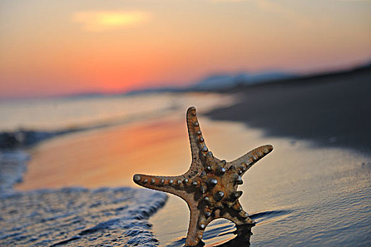 夏天,海滩,日落,星,自由,旅行,概念