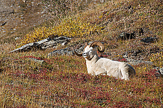 野大白羊,白大角羊,卧,阿尔卑斯植被,阿拉斯加,北美