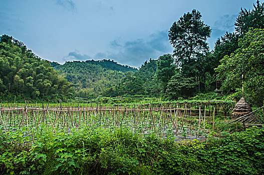 田野风光