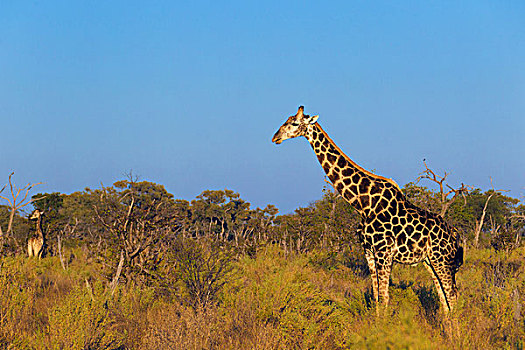 南方长颈鹿,长颈鹿,站立,地点,奥卡万戈三角洲,博茨瓦纳,非洲
