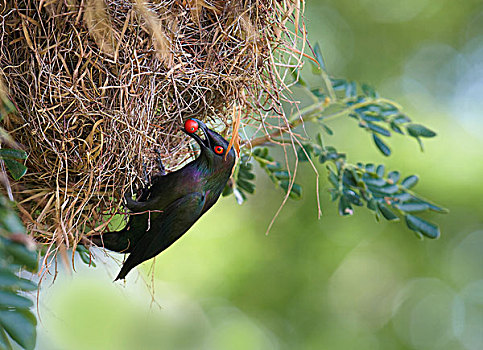 巢,昆士兰,澳大利亚