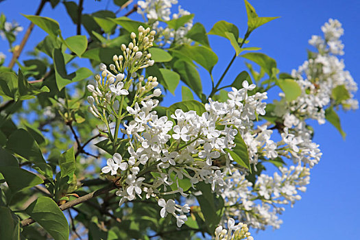 丁香花