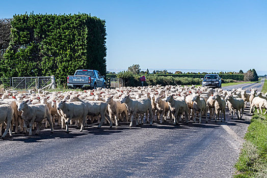 绵羊,牧群,街上,坎特伯雷地区,南岛,新西兰,大洋洲