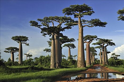 猴面包树,树林,靠近,穆龙达瓦,马达加斯加