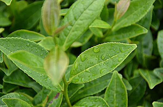 茶园茶山茶树铁观音