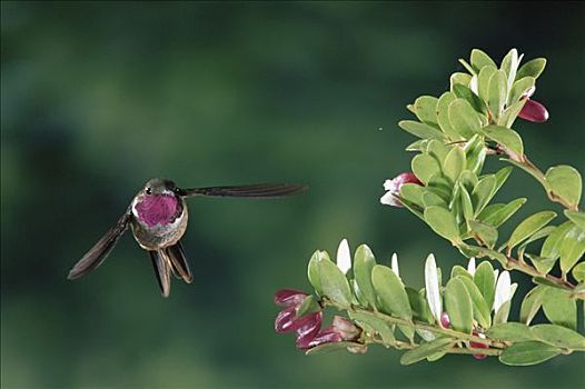 蜂鸟,飞,靠近,石南,花,蒙特维多云雾森林自然保护区,哥斯达黎加