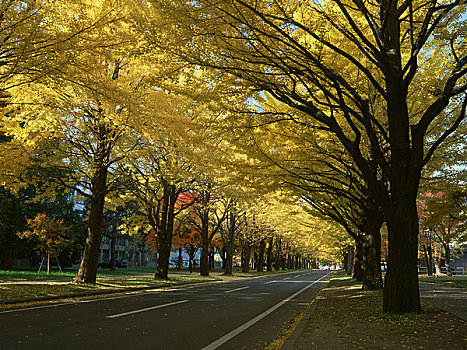 北海道,大学,银杏,树林