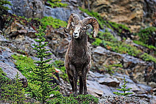 大角羊,公羊,加拿大,落矶山,艾伯塔省