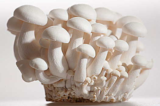 白色,山毛榉,蘑菇