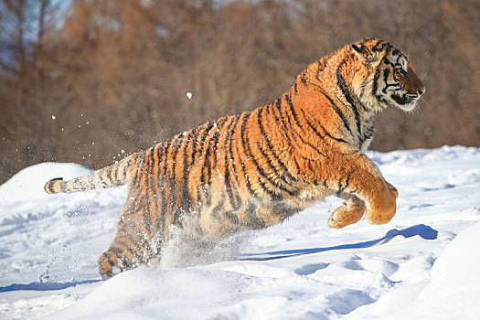 雪地中奔跑的东北虎