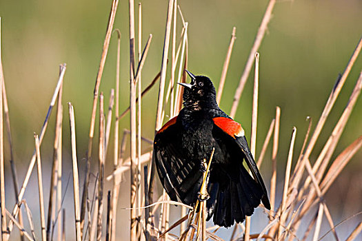红翅黑鹂,雄性,唱,展示,湿地