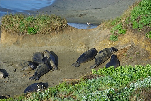 海狮,海鸥,太平洋海岸,加利福尼亚