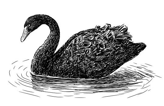 黑天鹅的画法图片