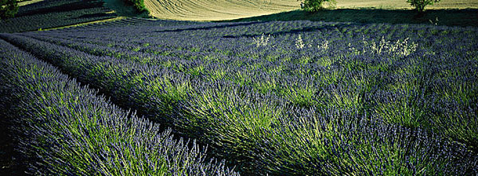 法国,风景,薰衣草种植区,大幅,尺寸