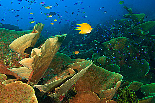 大,莴苣,珊瑚,米尔恩湾,巴布亚新几内亚