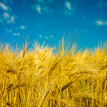 地点,大麦,蓝天,背景,图像