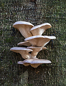 蚝蘑,山毛榉,可食,自然保护区,黑森州,德国,欧洲