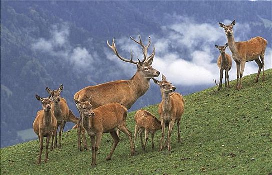 牧群,鹿,赤鹿,鹿属,哺乳动物,放牧,巴伐利亚,德国,欧洲,动物