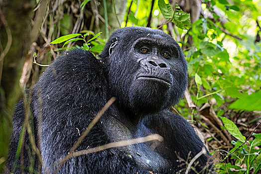 山地大猩猩,大猩猩,坐,树,动物,国家公园,乌干达,非洲