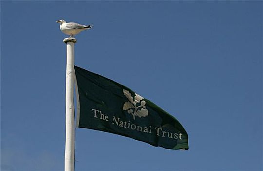 海鸥,坐,国家,信任,旗帜,旗杆,纽基,康沃尔,英国
