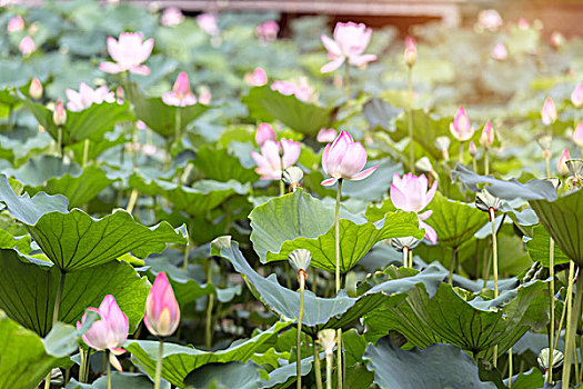 荷花池