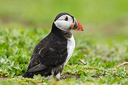 角嘴海雀,法恩群岛,诺森伯兰郡,英格兰,英国,欧洲