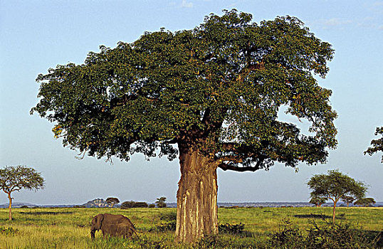 猴面包树,非洲象,公园,坦桑尼亚