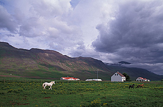 冰岛,西北地区,岛屿,山,马场,背景