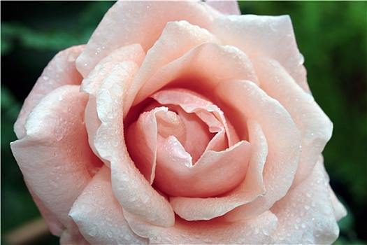 露珠,粉红玫瑰