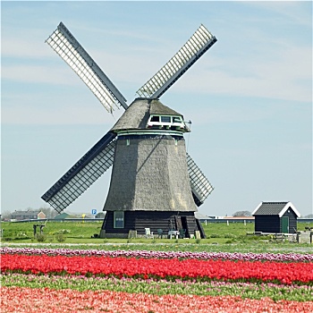 风车,郁金香,地点,靠近,荷兰