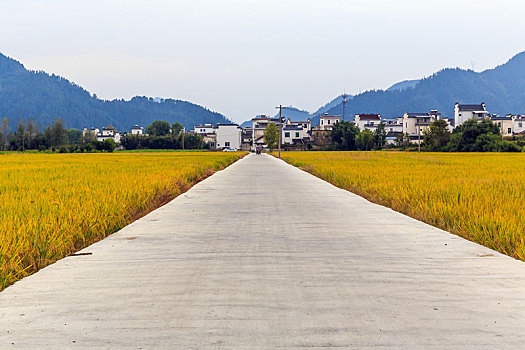 公路两侧秋天金色的稻田