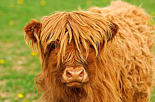 幼兽,苏格兰,高原牛