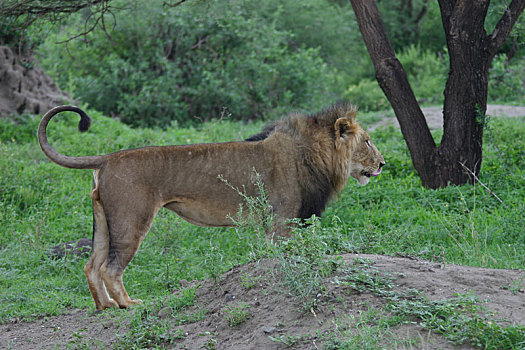 狮子,野生,危险,哺乳动物,非洲,大草原,肯尼亚