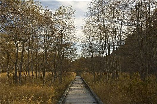 木板路,湿地,北海道,日本