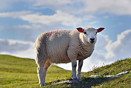 绵羊,头部,岛屿,凯瑞郡,爱尔兰,欧洲