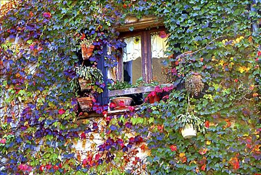 仰视,窗,墙壁,遮盖,常春藤,法国