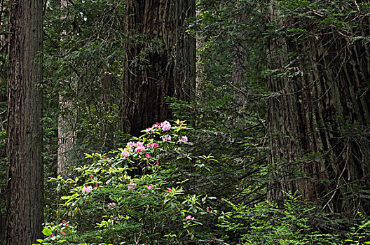 草原小溪红杉州立公园,小树林,海岸,杜鹃花属植物,红杉林,北美红杉