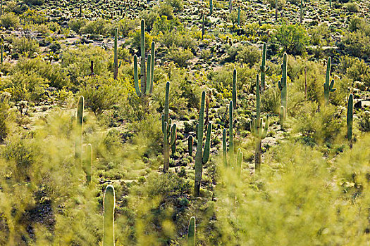 巨人柱仙人掌,树形仙人掌,象形文字,小路,州立公园,亚利桑那,美国